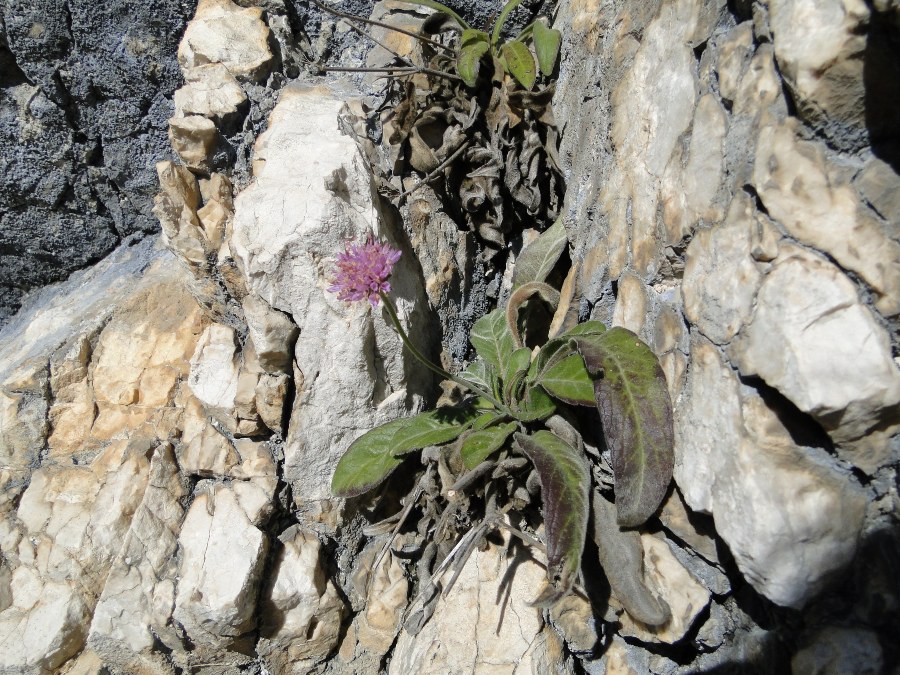Knautia baldensis / Ambretta del Monte Baldo